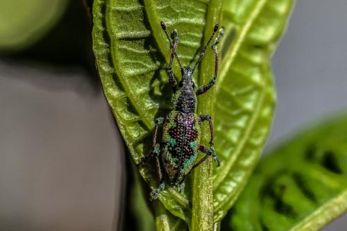 Diaprepes sp.